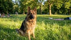 Luonnolliset suojelijat: 6 koirarotua, jotka suojelevat ilman käskyä