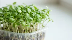 Korintinlehtimikroversot ikkunalaudalla: yksinkertainen opas sadonkorjuuseen 10–14 päivässä