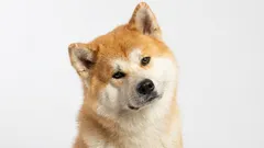 Yhden ihmisen koirat: 9 rotua, jotka valitsevat yhden omistajan