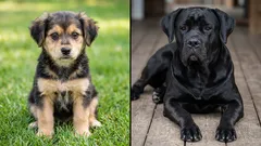 Kumpi on fiksumpi: sekarotuinen vai rotukoira