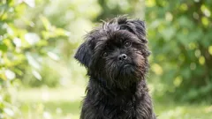 5 koirarotua, jotka rakastavat omistajaansa täydellisen omistautuneesti