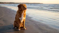 Suuret seurakoirat: 5 parasta rotua