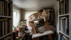 Suuret ja aktiiviset rodut: miksi tavallinen kerrostaloasunto ei sovi niille