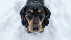 Miksi koirat palelevat talvella: Käytännön opas lemmikkisi suojaamiseen kylmältä