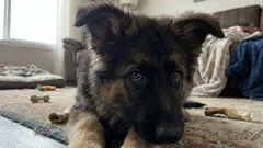 Voiko koira karata huonolta omistajalta? Merkit siitä, että koirasi pelkää sinua — asiantuntijan neuvoja