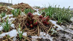 7 kasvia, jotka kestävät parhaiten tammikuun suojakelit – puutarhureiden mielipiteet